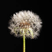 Dandelion Seeds On Black Art Print