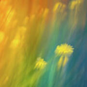 Dandelions In A Rainbow Art Print