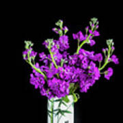 Dark Purple Stock Flowers Matthiola Incana X100 Art Print