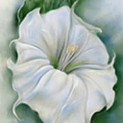 Datura Blossom White Flower Art Print