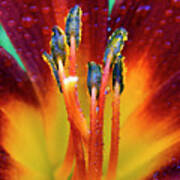 Day Lily With Dew Art Print