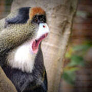 Debrazza Monkey Art Print