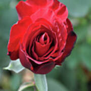 Deep Red Rose Bloom Art Print
