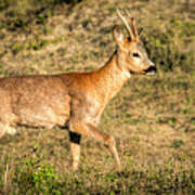 Deer In Dune Area Art Print