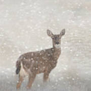 Deer In Winter Snow Art Print