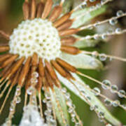 Dewy Diamond Dandelion 8 Of 12 Art Print