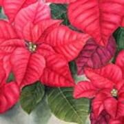 Different Red Poinsettia Blooms Art Print
