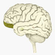 Digital Illustration Of Human Brain With Orbitofrontal Cortex And Amygdala Highlighted In Green Art Print