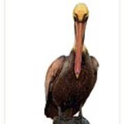 Disapproving Pelican Art Print
