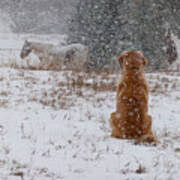Dog And Horses In The Snow Art Print