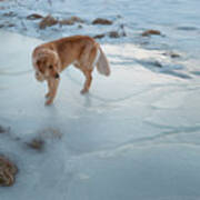Dog Exploring An Icy Stream Art Print