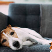 Dog Lying On Sofa At Home, Looking Ill And Sad Art Print