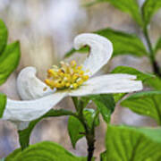 Dogwood Tree Bloom In The Croatan National Forest Art Print