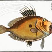 Dory Fish Art Print