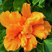 Double Orange Hibiscus Flower Art Print