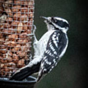 Downy Woodpecker 1 Art Print