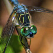 Dragonfly Macro Photo Art Print