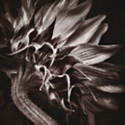 Dried Sunflower Art Print