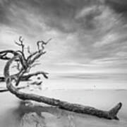 Driftwood In Black And White Art Print