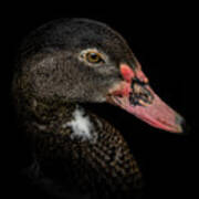Duck Portrait Art Print