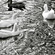 Ducks In Fluid Motion Art Print