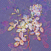 Dwarf Damask Rose Mosaic Botanical Art On Veri Peri N.0143 Art Print