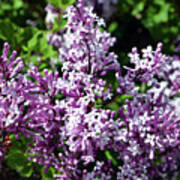 Dwarf Lilac Tree Art Print