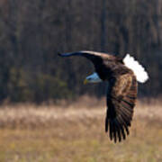 Eagle Flys Over Field Art Print