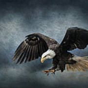 Eagle Landing Art Print