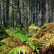 Early Fall Ferns On The Trail Art Print