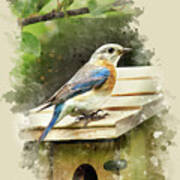 Eastern Bluebird Watercolor Art Art Print