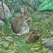 Eastern Cottontails Art Print