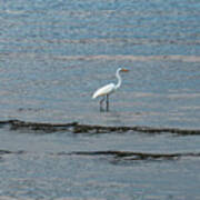 Egret At Twilight Art Print