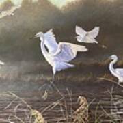 Egrets On The Everglade Art Print