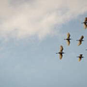 Egrets Overhead. Art Print