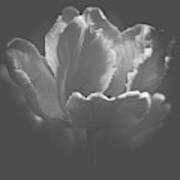 Elegant Tulip Black And White Art Print