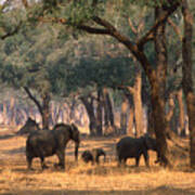 Elephant Family Stroll Art Print