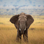 Elephant On The Mara Art Print