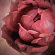 Emerging Rose Art Print