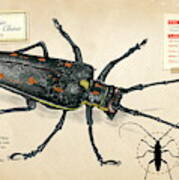 Escarabajo Longicornio De China Art Print