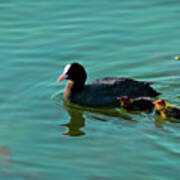 Eurasian Coot And Offspring In Ria Formosa Art Print