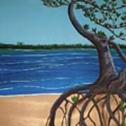 Evans Landing Mangroves Art Print