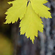 Fall Leaf Art Print