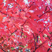 Fall Maple Reds Art Print