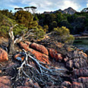 Fallen Tree Pano Art Print