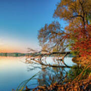 Fallen Tree Reflection Art Print