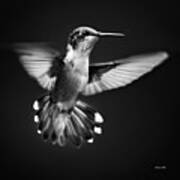 Fantail Hummingbird Art Print