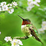 Fauna And Flora - Hummingbird With Flowers Art Print