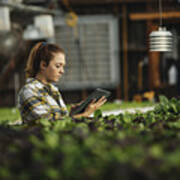 Female Farm Worker Using Digital Tablet In Greenhouse Art Print