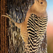 Female Gila Woodpecker 220930 Art Print